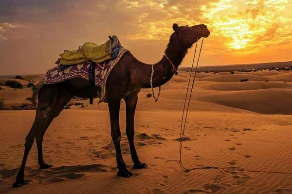 2 Days in Jaisalmer Tour 